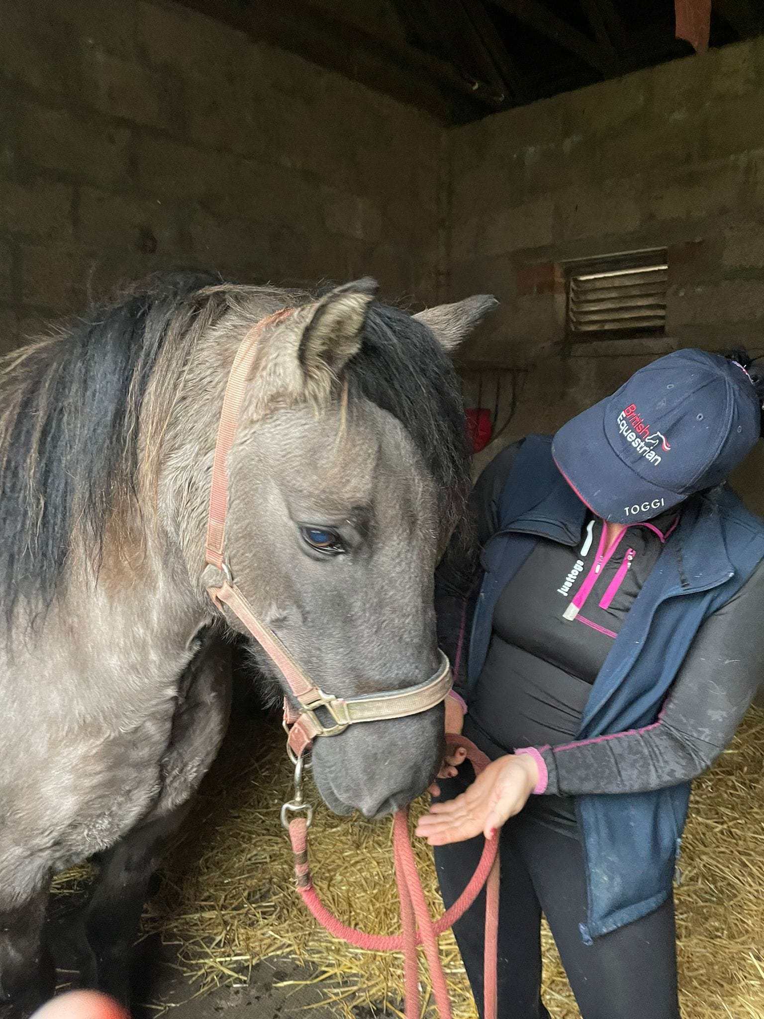 Quietly settling a grey pony before a visit