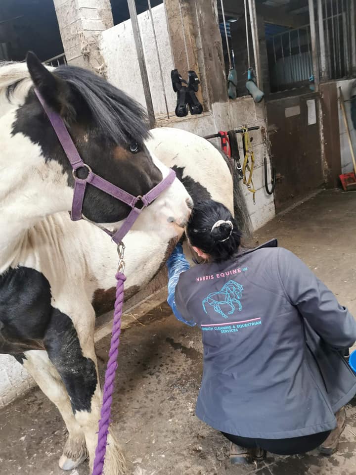 Working on a piebald cob in a barn, in branded YardLoop kit