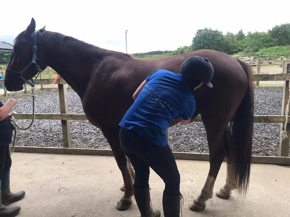 On a yard call with a chestnut horse
