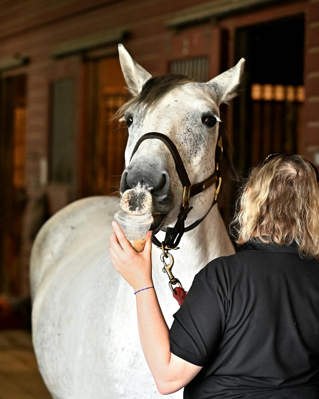 Groom — a mobile equestrian pro at work